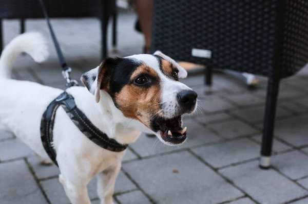 Chien Jack Russel : quels sont les meilleurs harnais pour cette race?
