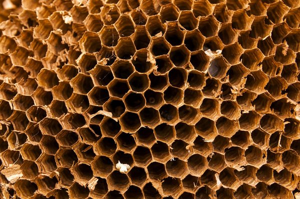 Nid de frelon : les risques et méthodes pour s'en débarrasser !